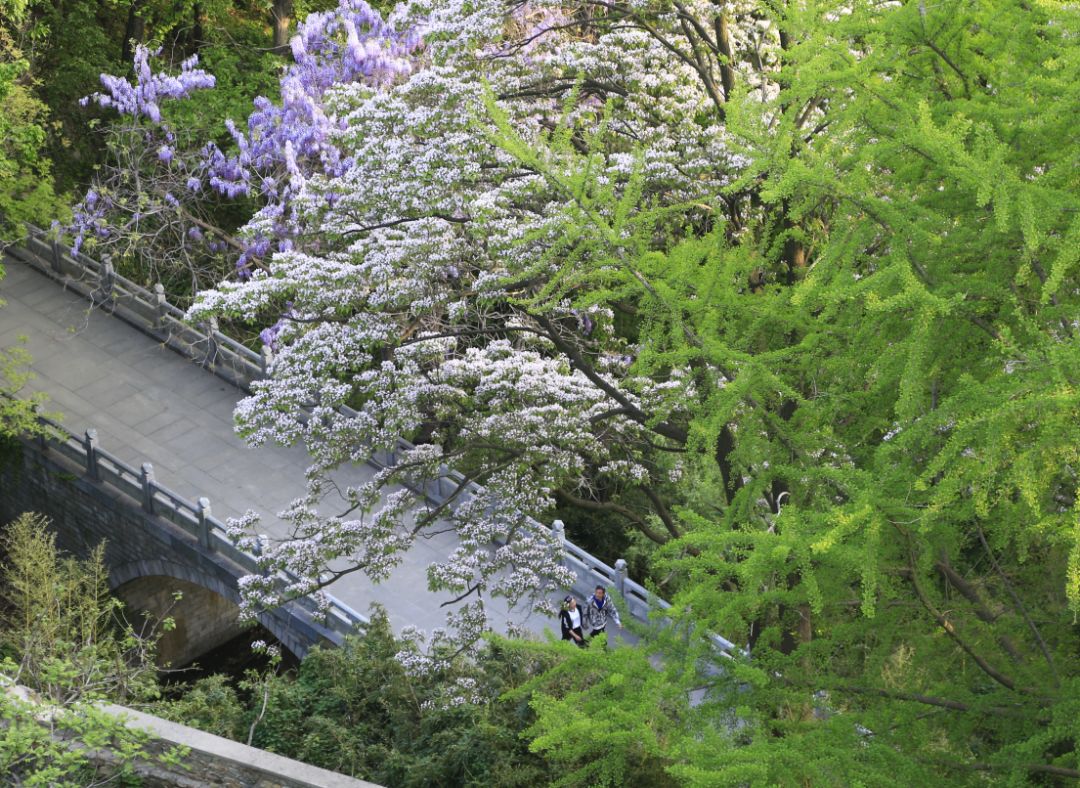 花果山||楸树花开,静等你来!