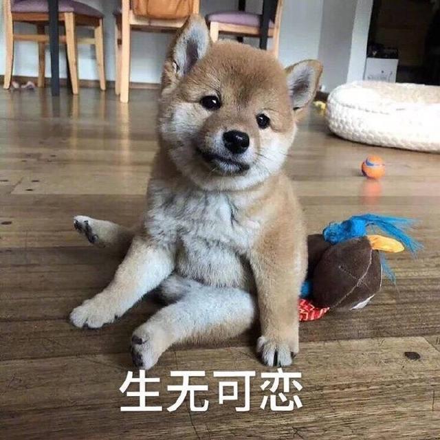 小柴犬的表情包|来个热吻吗?宝贝儿