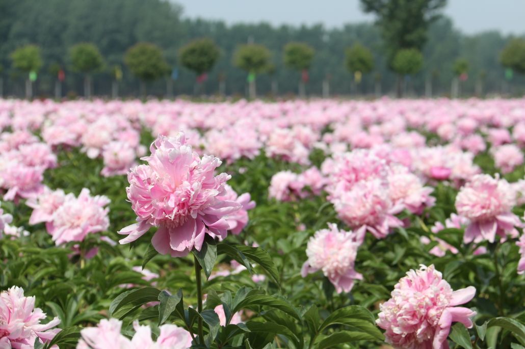 (花乡芍药园实景)