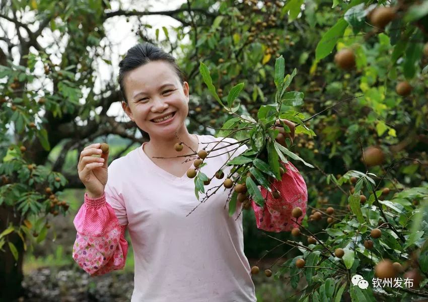 拥有千万粉丝的网红9妹,邀你去广西灵山品荔枝