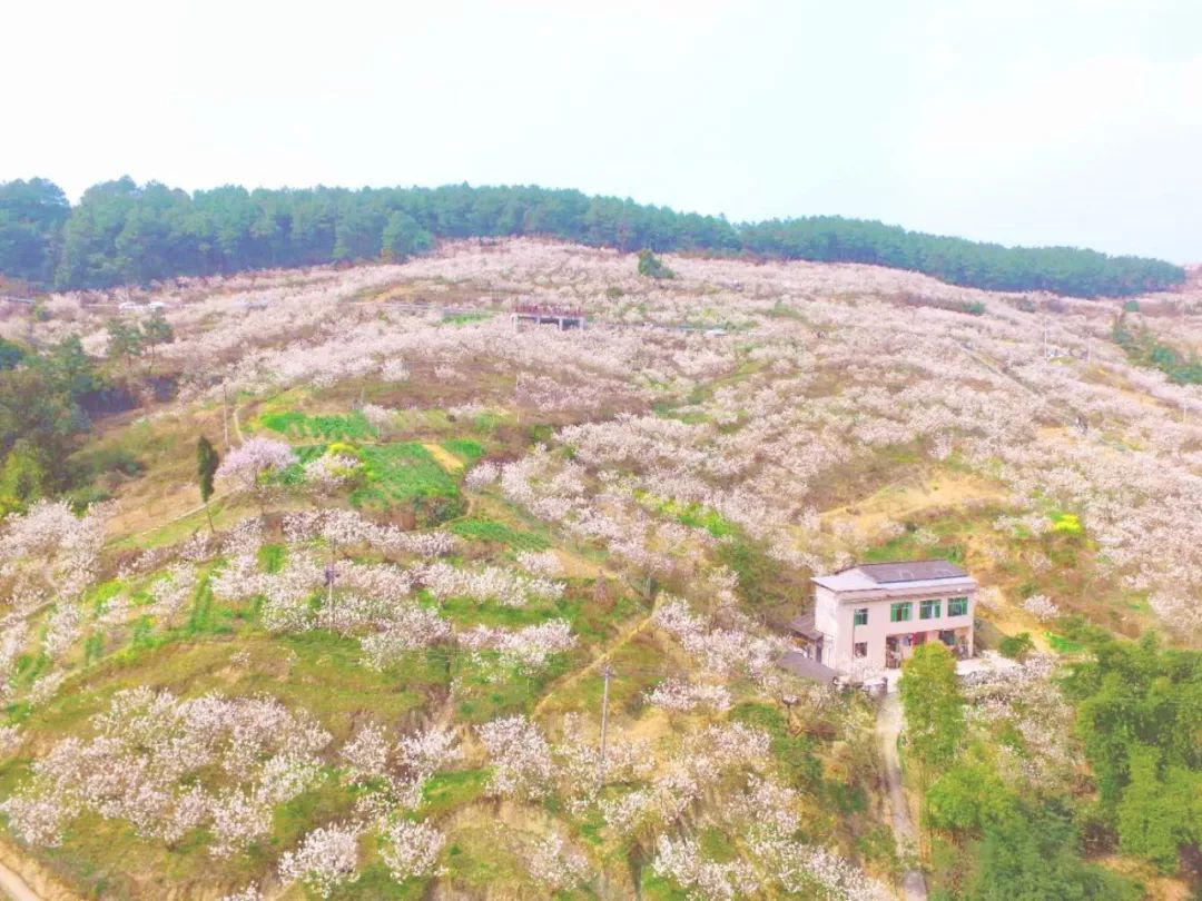 沂源桃花坪人口_沂源地图