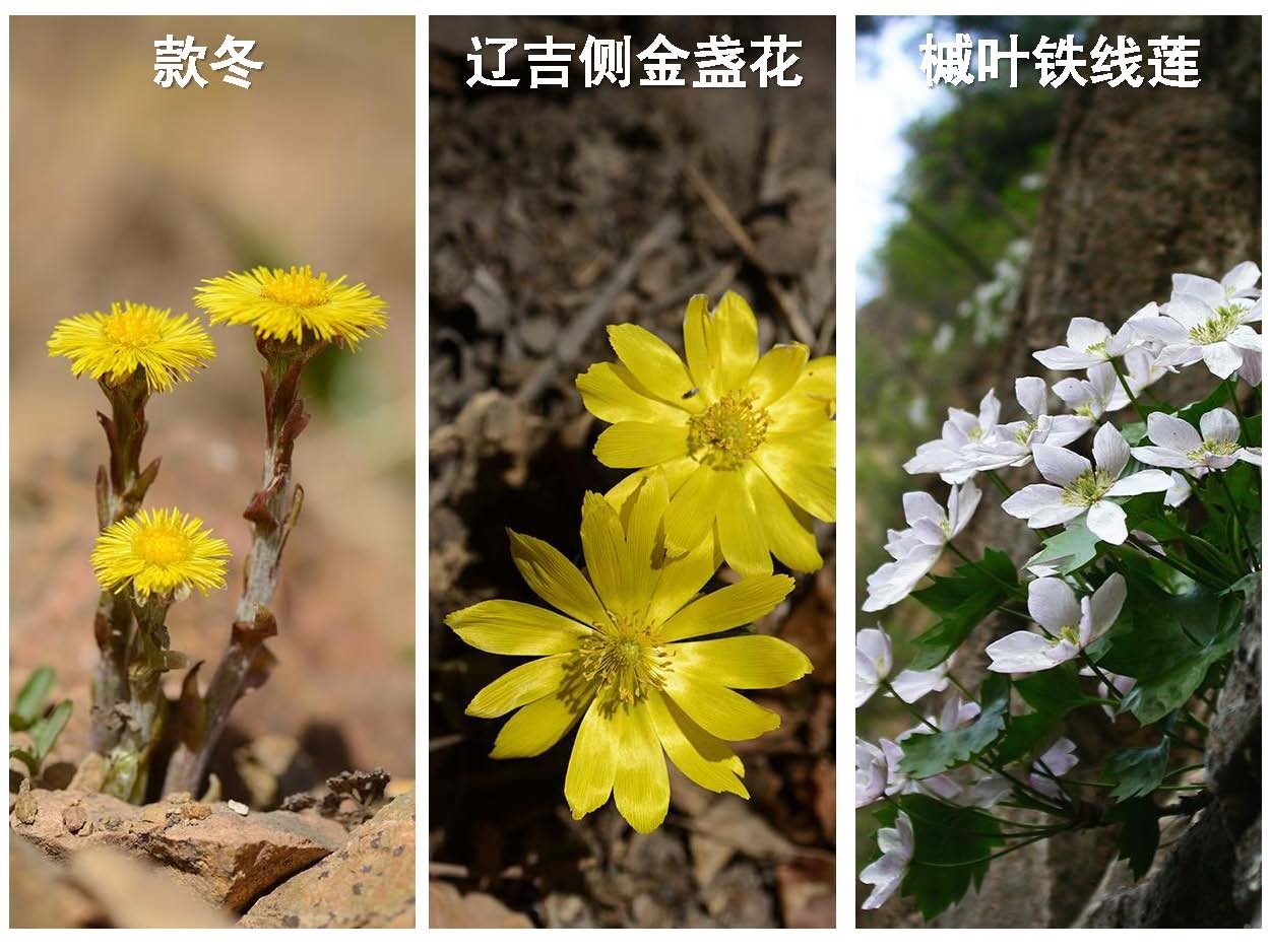 王辰在做北京湿地植物调查时发现,款冬是北京地区开花最早的野花