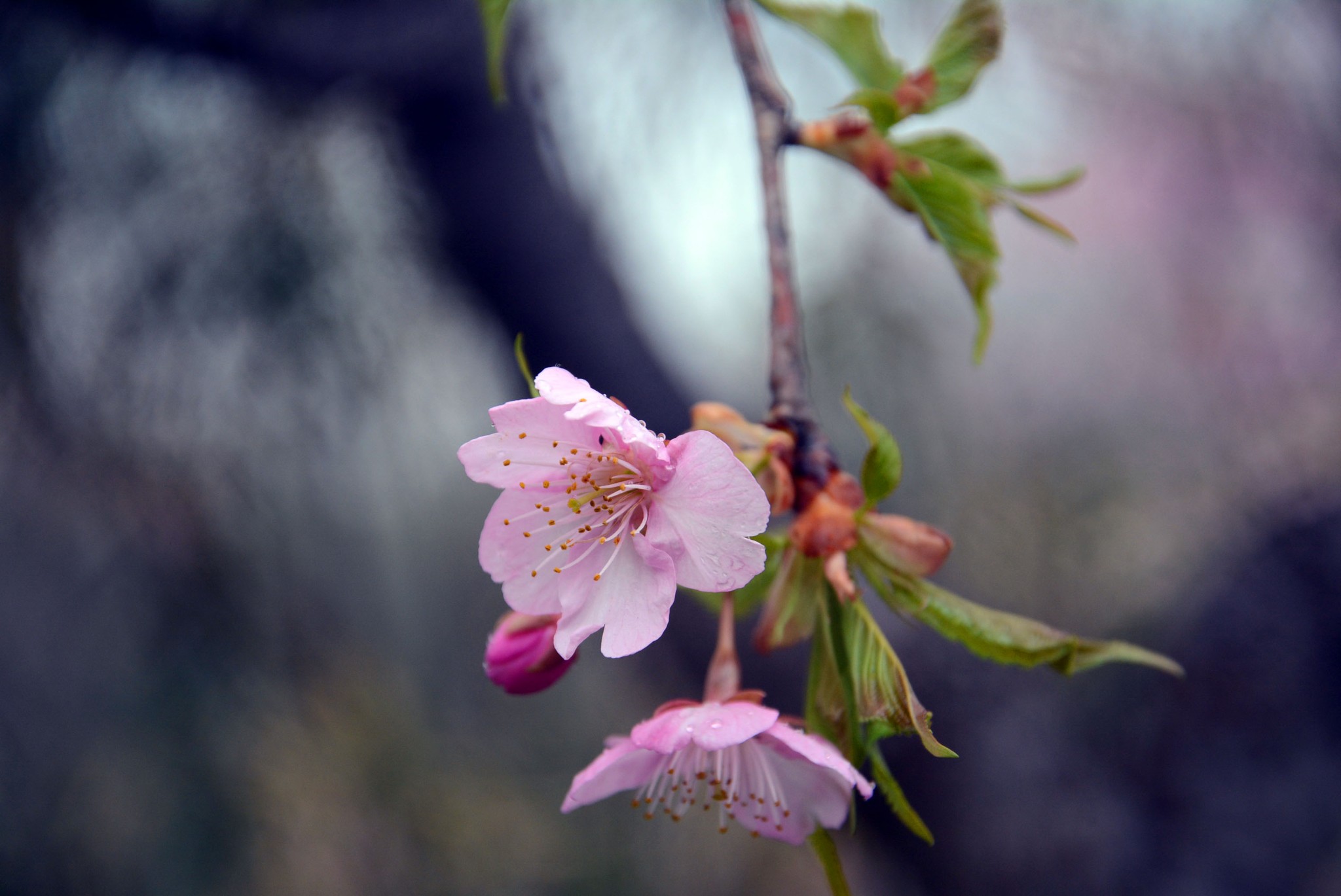 万紫千红总是春猜一成语_万紫千红总是春图片(2)