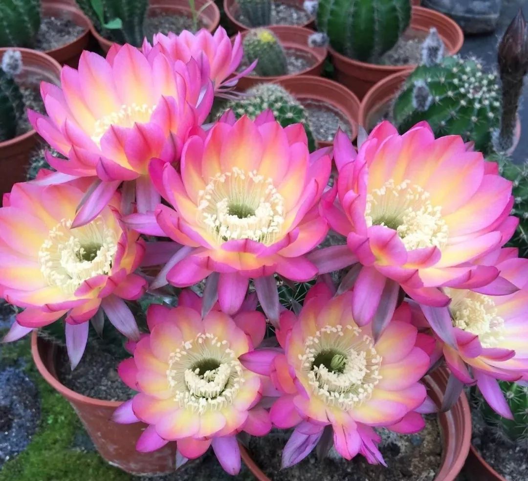 开花最大的仙人球 e7b37fa9185642aaa8b56d287a8959e9.jpeg