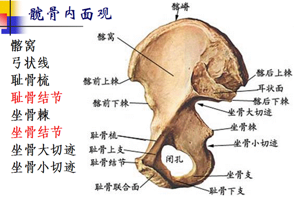 二线—弓状线,耻骨梳;二切迹—坐骨大切迹,坐骨小切迹;三节—髂结节