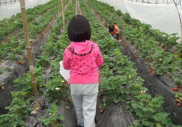 2019年林下经济_...生态扶贫 做活林下经济
