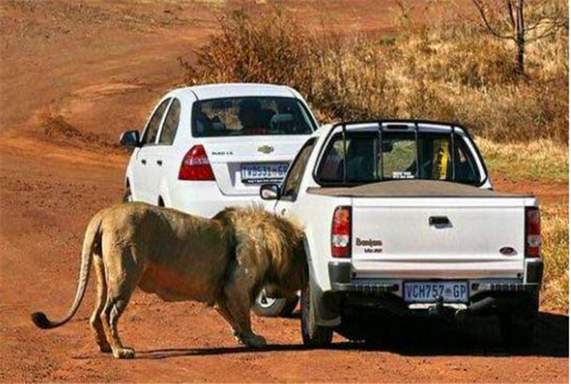 獅子看到遊客的車之後還想著攻擊上去，可到了最後居然是這結果！ 未分類 第4張