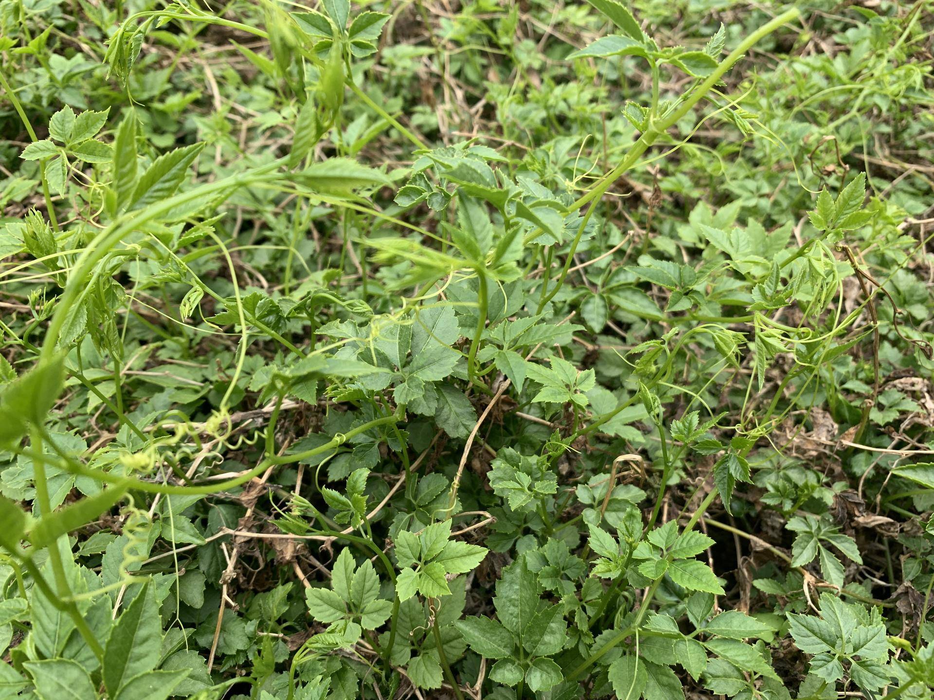 这根春天的药草,价格竟然跟黄金一样?