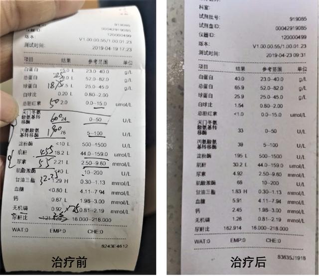 泰迪案老年病:肝肾功能不全,生化指标爆表,急坏宠物主人!