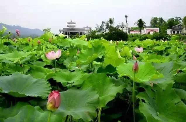 夏天来了！天气转晴，开江未来三天最高气温达28℃