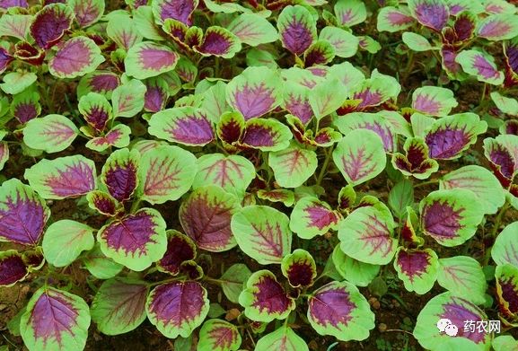 如何种植红苋菜 0c28f18fe55f40cb8a92f8ff76731771.jpeg