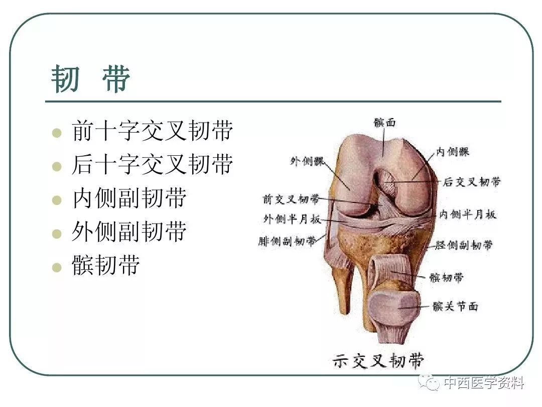 膝关节解剖,图文解说,适合背诵!