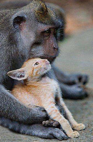 小橘猫野外流浪好可怜,两只猴子将它收养疼爱有加好温馨