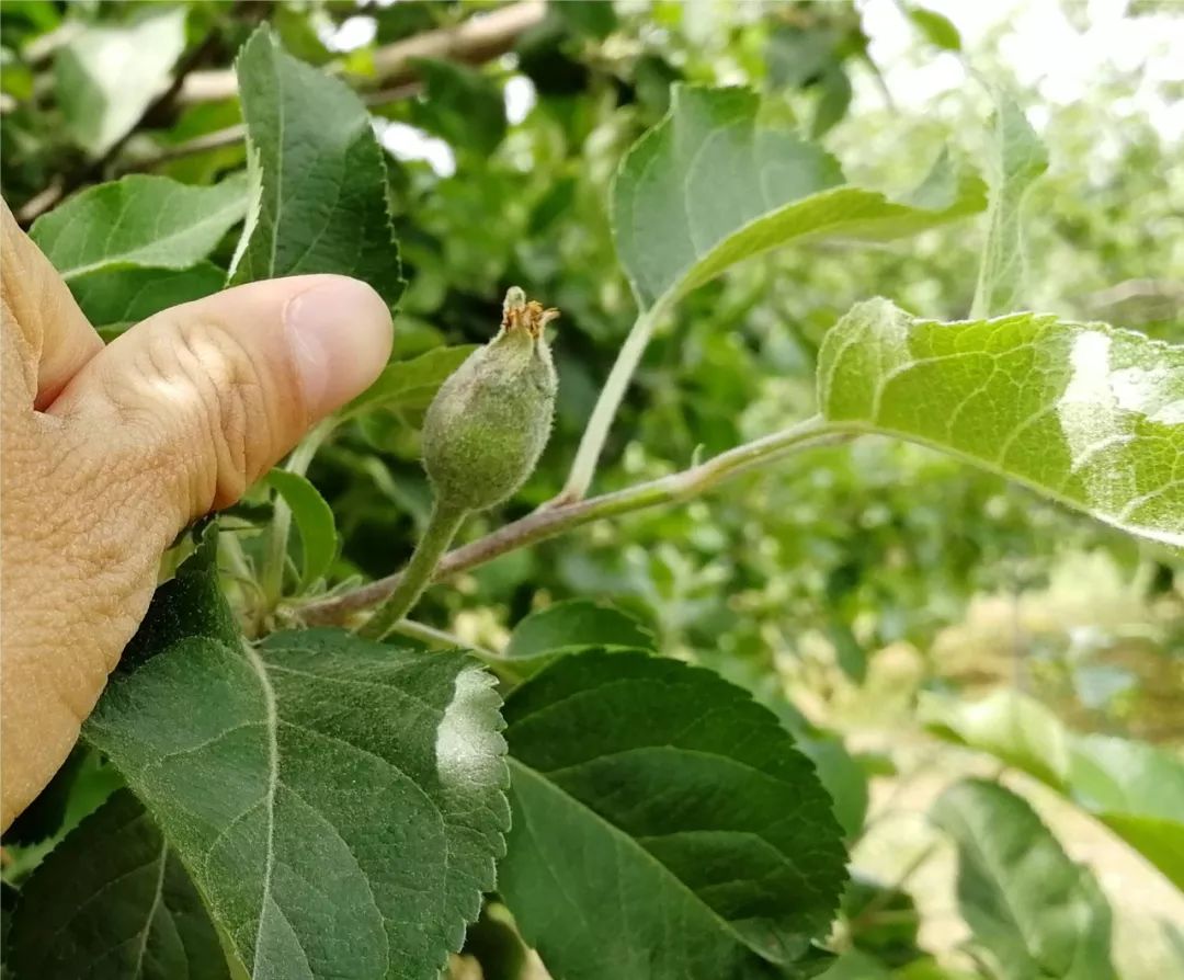 富士苹果五月管理之幼果期管理