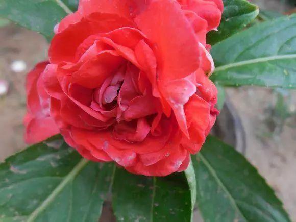 如何折凤仙花 25e89981497d4cada88cac64cf3bc0a1.jpeg