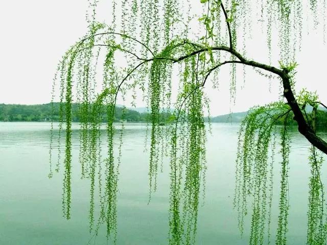 花树柳树猜成语_鸡蛋花树图片