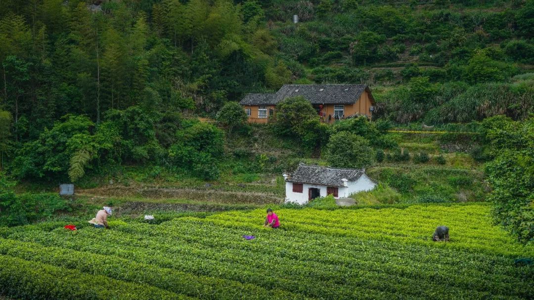 松阳婚纱摄影_松阳古村落摄影