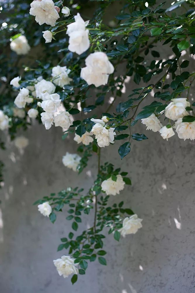 413437ff113a4869a804ecba9baf2b33.jpeg