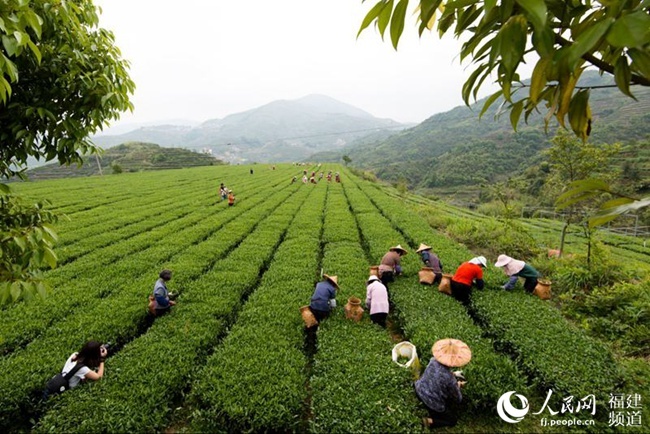 福建安溪:茶业品牌价值持续"领跑" 一片茶叶富了一个县