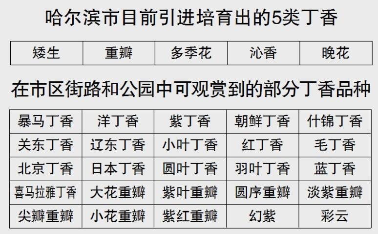 一座城里看尽50种丁香斗艳 乐虎国际娱乐官方登陆