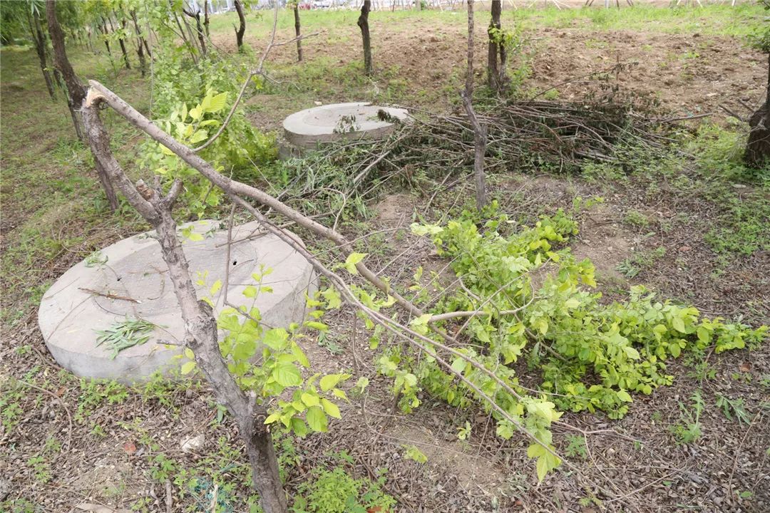人员在日常巡查中发现,大山路铂佳金街项目入口路附近绿化带被破坏