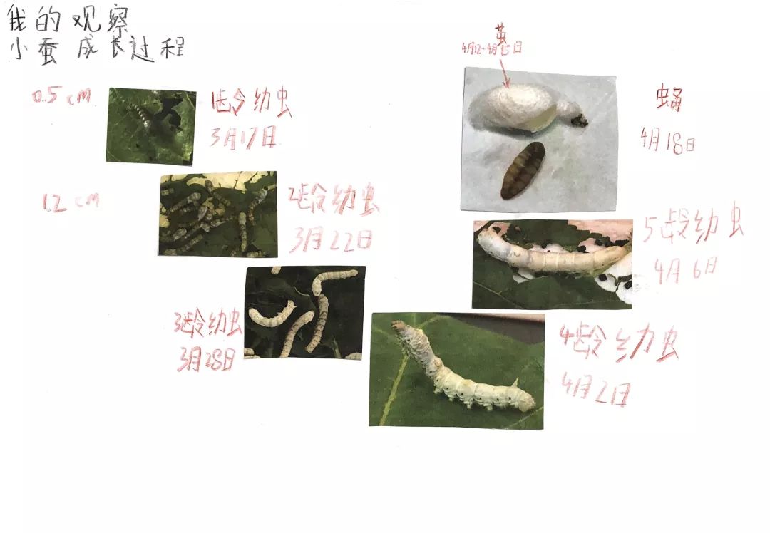 的蓝精灵们都养了蚕宝宝,有的养了虎蚕,有的养了家蚕,有的养了四五条