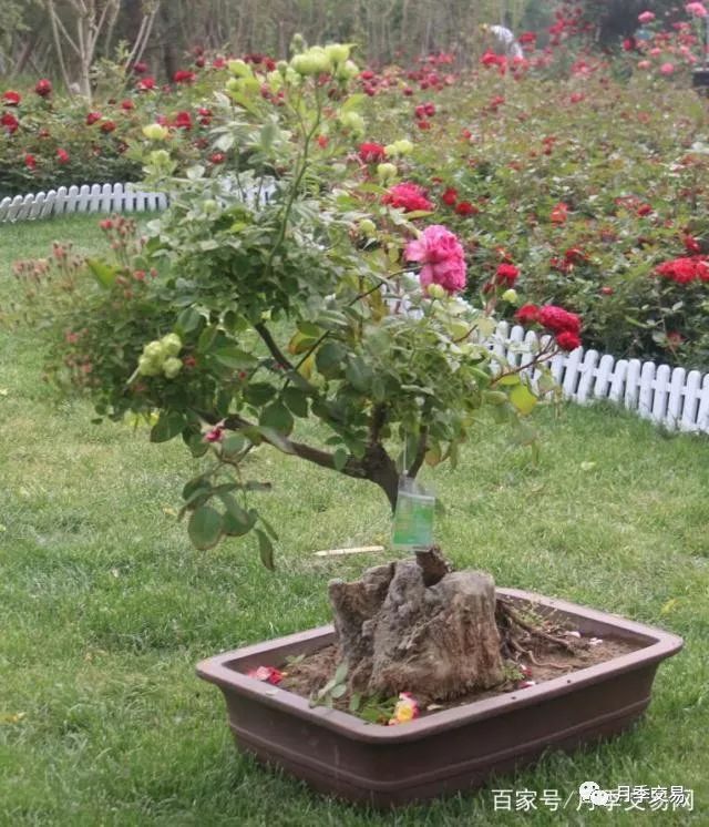 这些价值成千上万的月季花原来长这样!_盆景