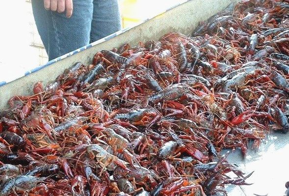 小龙虾经济总量2000多亿元_麻辣小龙虾图片