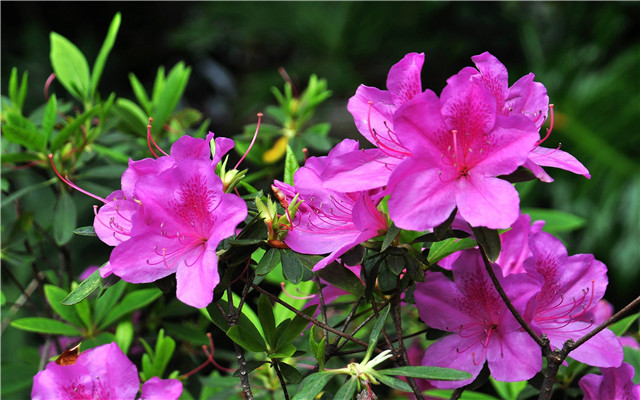6月喜鹊旺家财,3生肖事业节节高,生意连连旺,富流油! 新皇冠国际娱乐