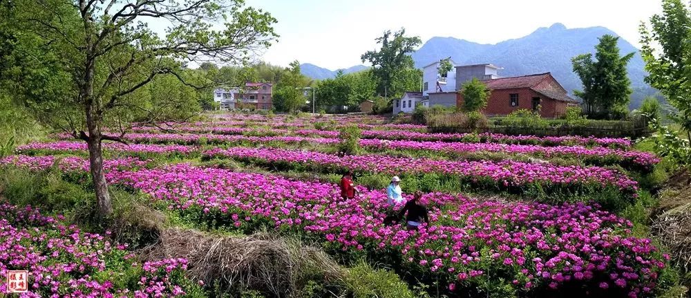 文旅金寨吴家店白芍花海美翻了