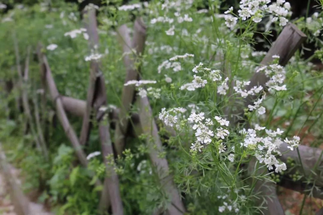 朗诵 | 妈妈 我不愿过母亲节