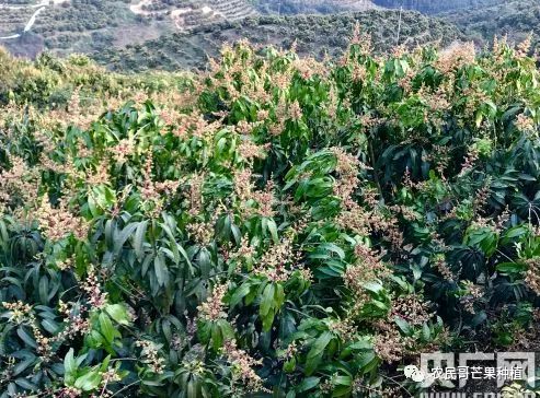 田林县有多少人口_田林县万吉山(2)