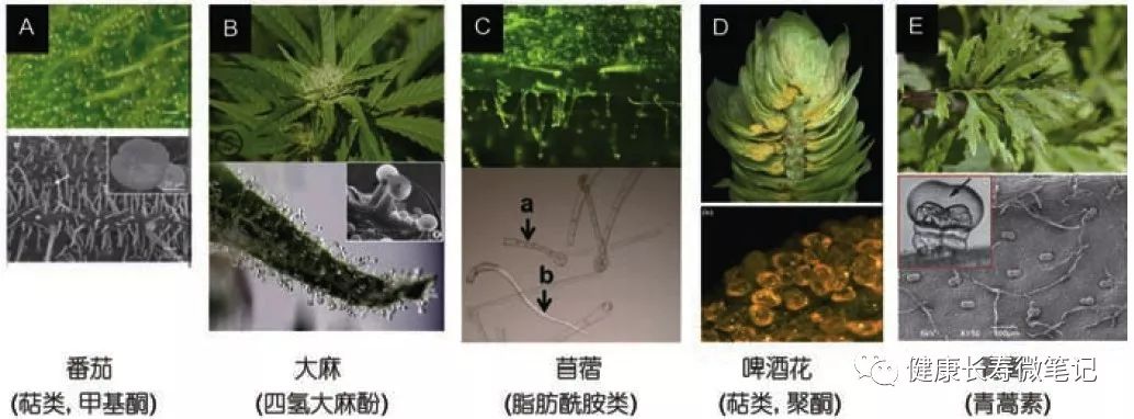 疟疾8–青蒿素之生产篇