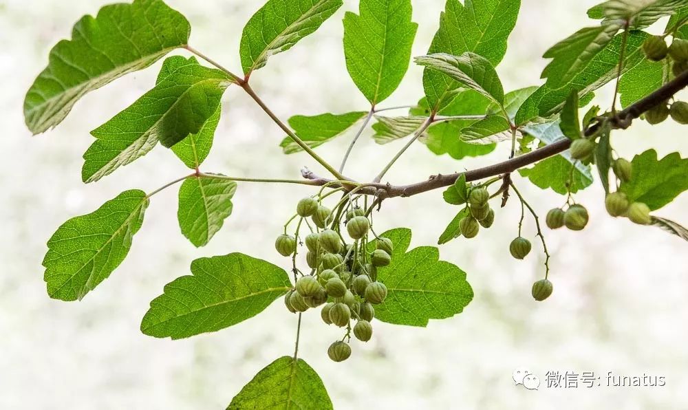 户外活动的威胁无处不在的毒藤poisonivy和其它有毒植物总558期