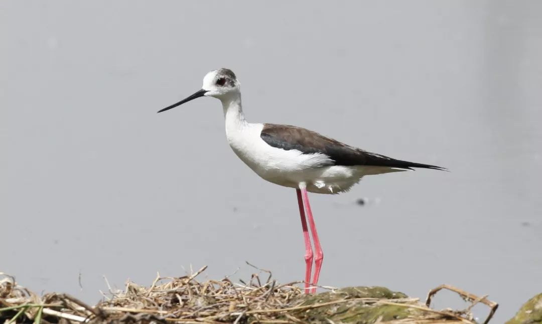 帆哥的理论法口诀18:法律漏洞的填补