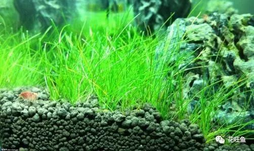 干货丨水草等因素或物质 对水质影响很大吗 植物