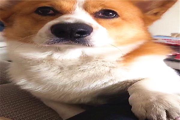 如何给狗狗起名字特殊一点的 d9007d40ff044557b1f445c31772bd45.jpeg