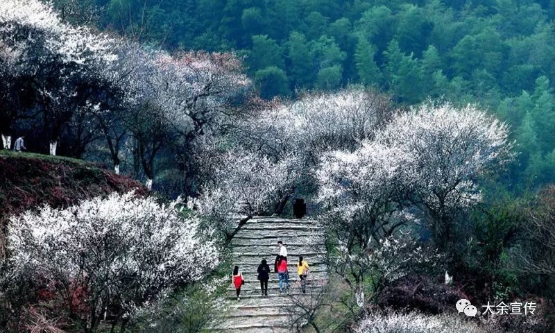 【美周 · 悦读】梅岭驿道_大余