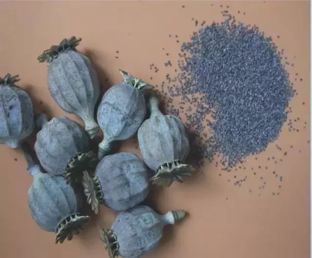 罂粟的干燥果壳和种子