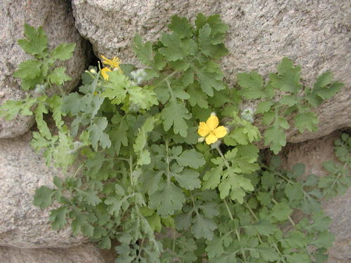 如何种植土黄连 dc37d601d3e84e05a22334590f5a58a1.jpeg