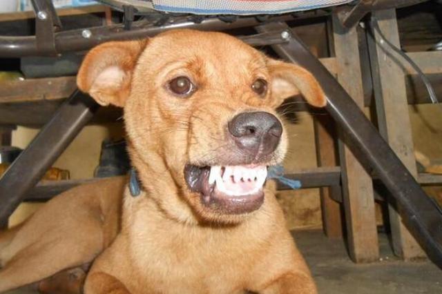 怎么看小狗有没有狂犬 df34d44eae514453b6bb2f16a7631e69.jpeg