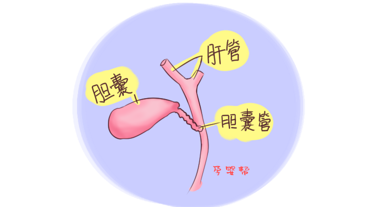 22岁的宝妈刚出月子就要切除胆囊,原因竟和月子期吃鸡蛋有关