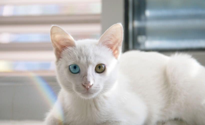 各个年龄段的猫的样子 f2c589891dc040dc879bd95d61fac576.jpeg