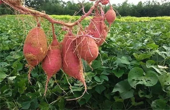 红薯想高产,施肥有诀窍,注意4个小细节,高产优质还节省成本 块根 