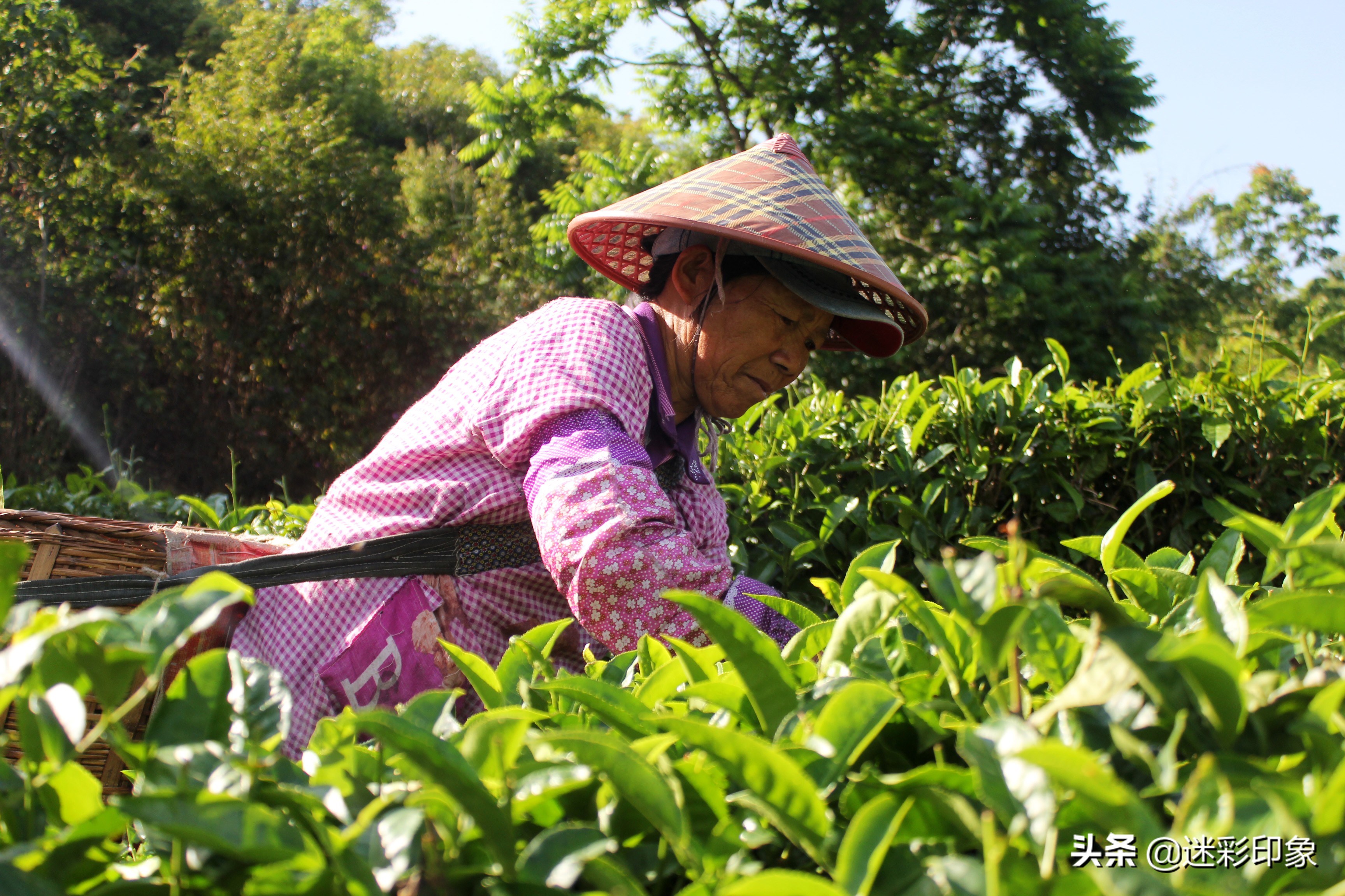 云南临沧:初夏时节采茶忙