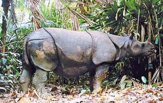爪哇犀牛,这一物种曾经在亚洲广泛存在,上世纪60年代左右因人类的大量