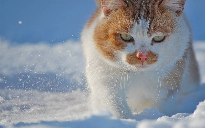 雪地中的猫咪,天寒地冻白雪三尺,霸气的走姿