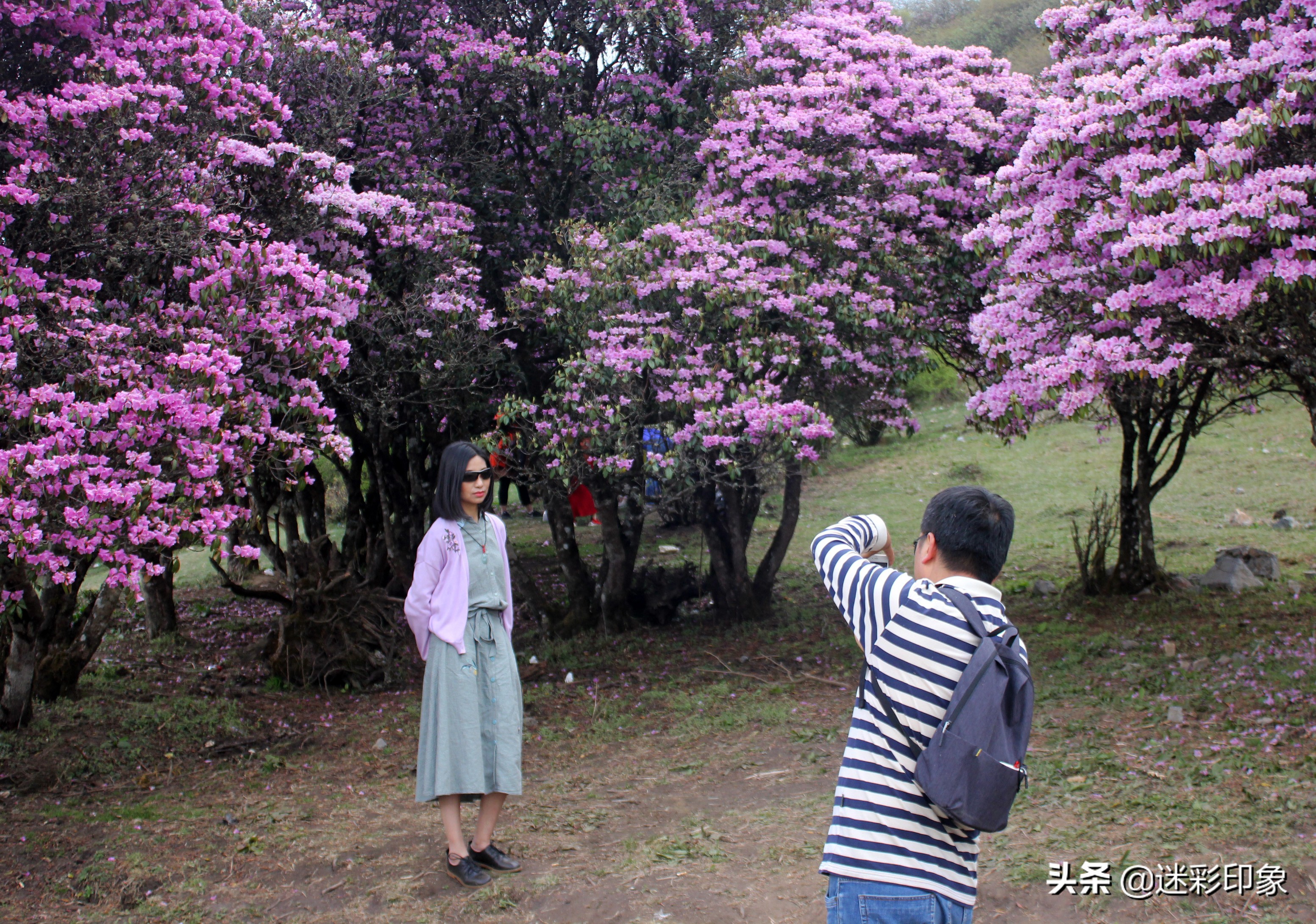 云南大理:杜鹃花海引客来