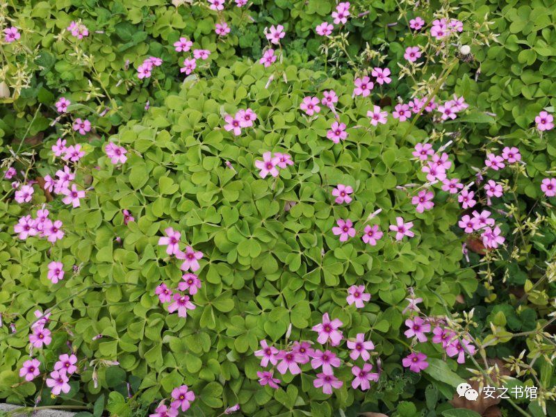 何时能遇花少许,四月阳光斗芳华.红叶萧