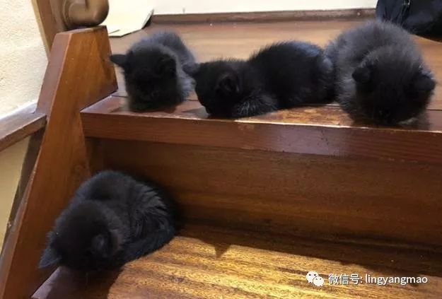 黑猫宝宝们正在思考如何下楼梯,可下一秒铲屎官发现宝宝们好像有点不